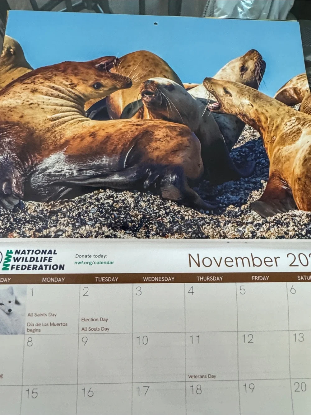 2026-2027 Arctic Polar Bear Calendar - White